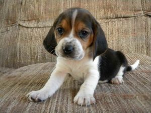 Basset Beagle Mix Puppies For Sale