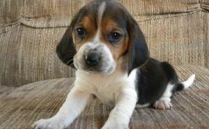 Basset Beagle Mix Puppy