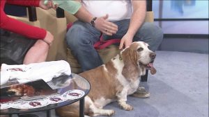 Basset Hound Alabama