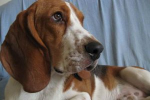 Basset Hound Allergies