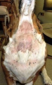 Basset Hound Allergy