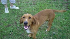 Basset Hound And Golden Retriever Mix