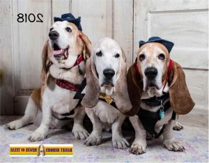 Basset Hound Austin Tx