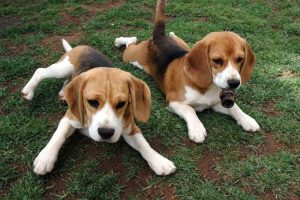 Basset Hound Beagle Mix Puppies For Sale
