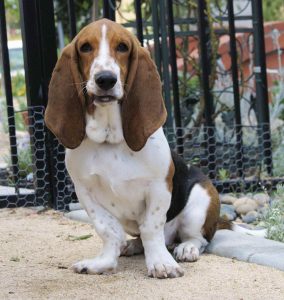 Basset Hound Beagles