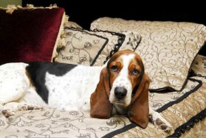 Basset Hound Bed
