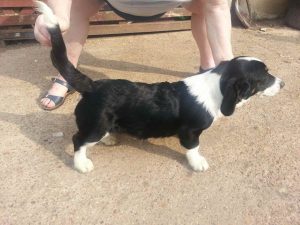 Basset Hound Border Collie Mix Puppies
