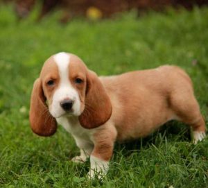 Basset Hound Breeders Indiana