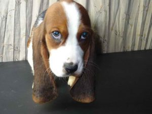 Basset Hound Breeders Iowa