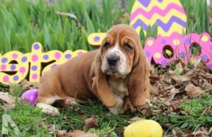 Basset Hound Breeders Ky