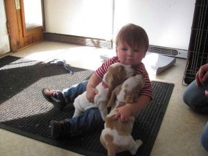 Basset Hound Breeders Md