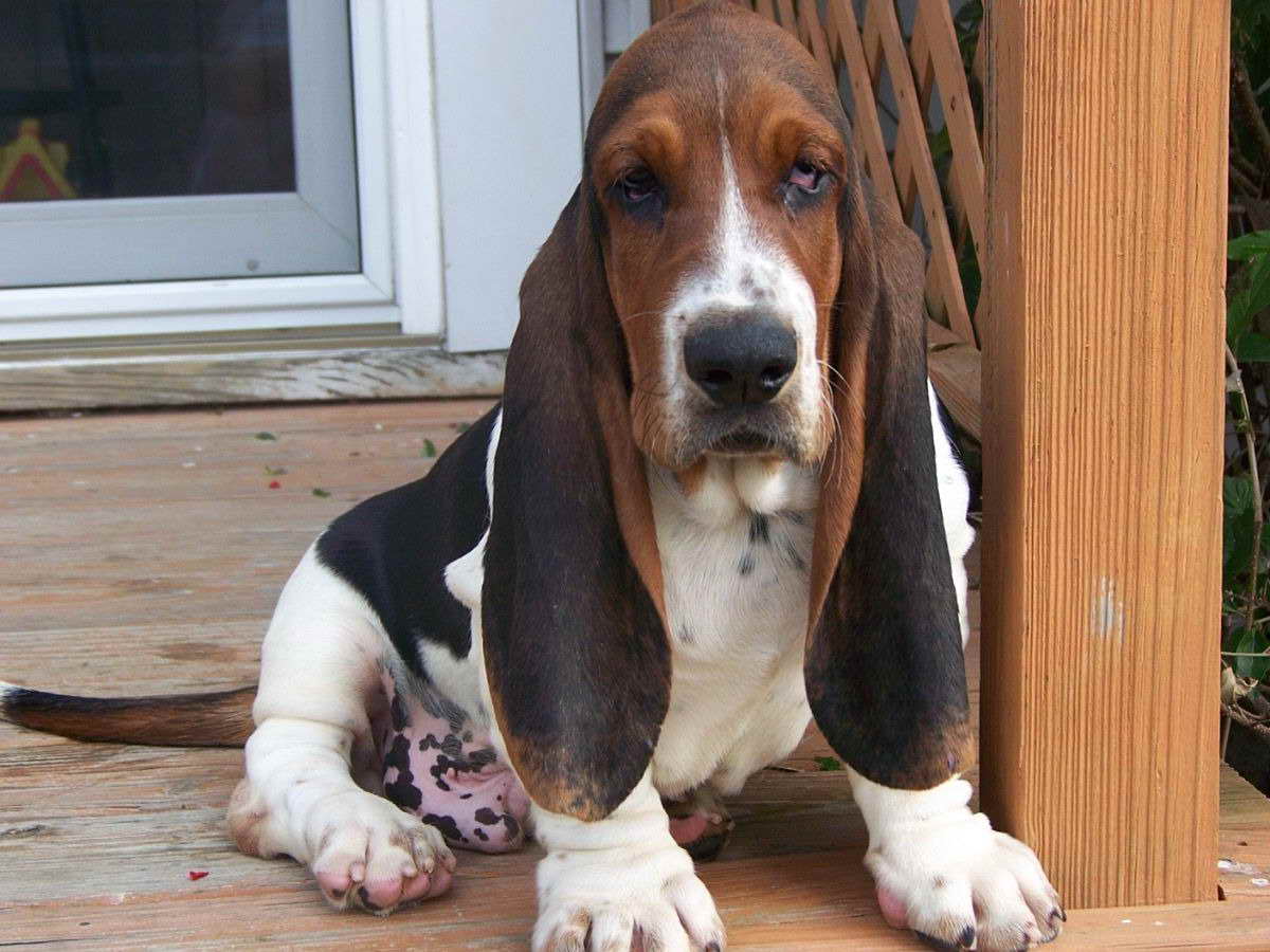 Basset Hound Breeders Ohio | PETSIDI