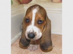 Basset Hound Breeders Texas