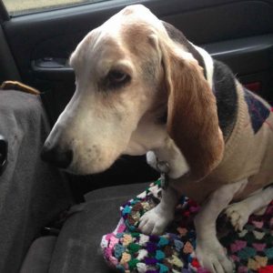 Basset Hound Cancer