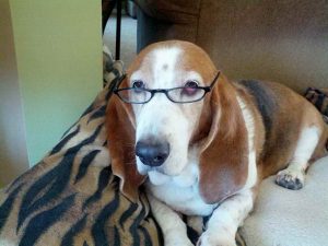 Basset Hound Clothes