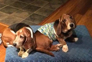 Basset Hound Club
