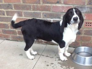 Basset Hound Cross