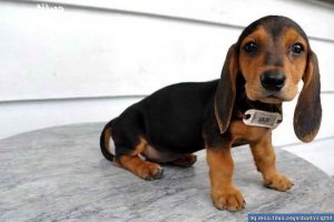 Basset Hound Dachshund Mix Puppies For Sale