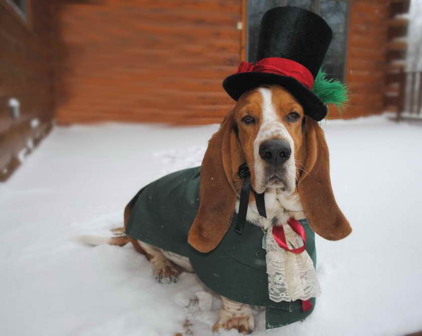 Basset Hound Dog Clothes PETSIDI