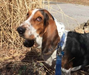 Basset Hound Dogs For Adoption