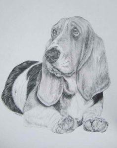 Basset Hound Drawings