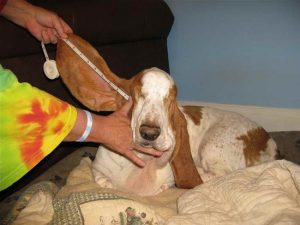 Basset Hound Ear Care