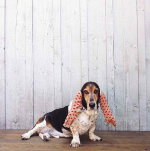 Basset Hound Ear Covers