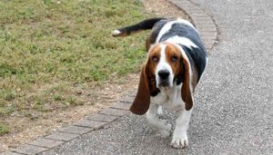 Basset Hound Ear Holder