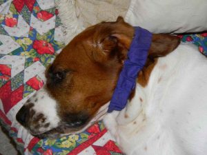 Basset Hound Ear Infection