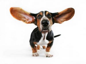 Basset Hound Ears