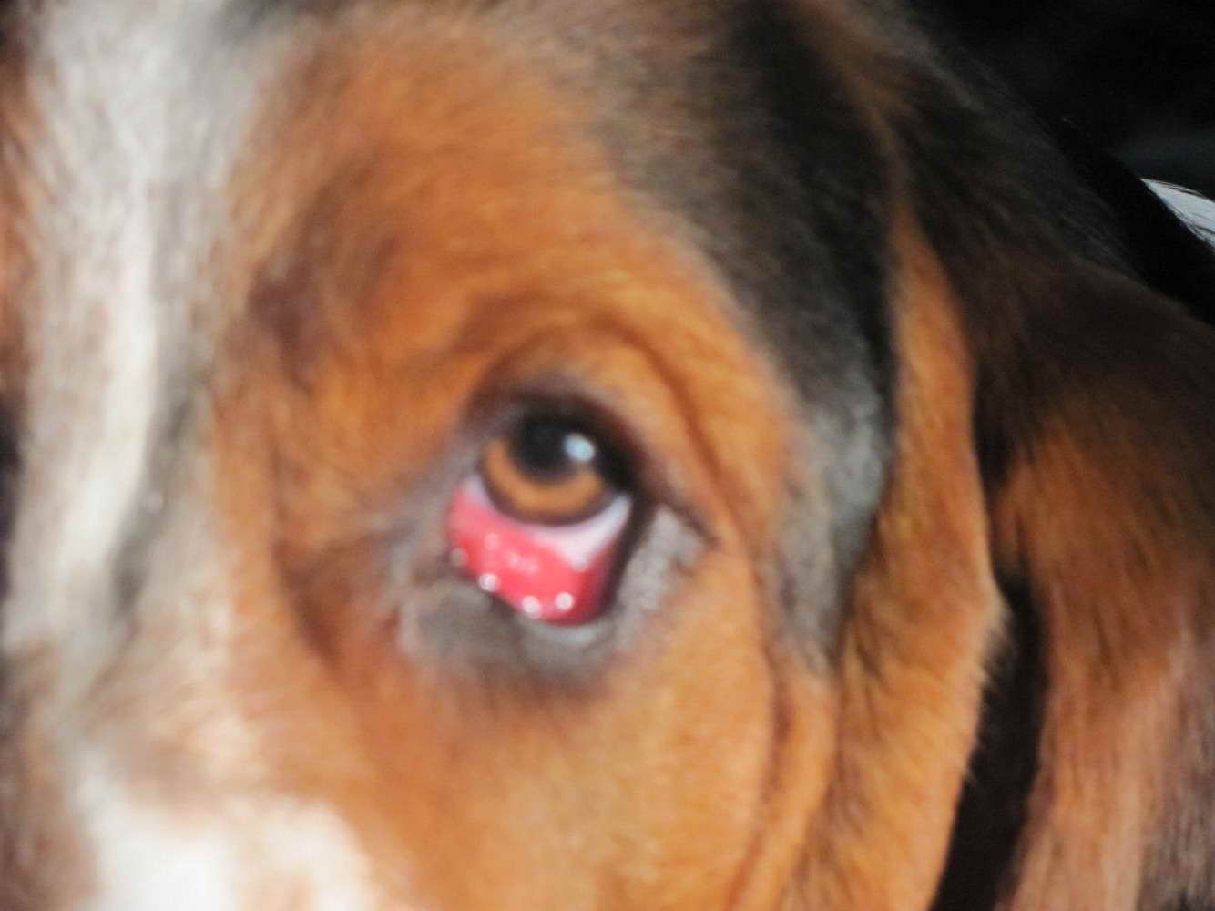 Basset Hound Eye Infection | PETSIDI