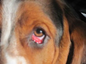 Basset Hound Eye Problems