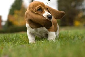 Basset Hound Facts