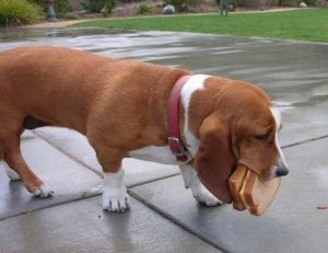 Basset Hound Food