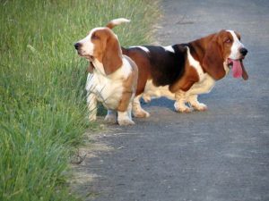 Basset Hound For Sale
