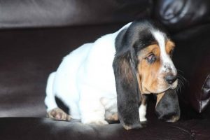 Basset Hound For Sale In Alabama