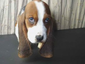 Basset Hound For Sale In Arkansas
