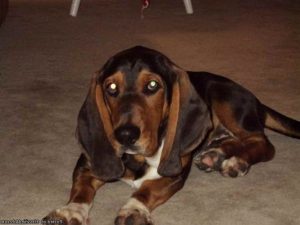 Basset Hound For Sale In Indiana
