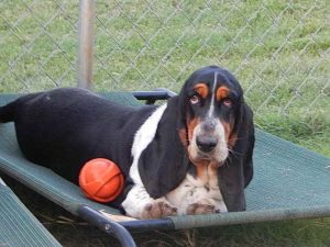 Basset Hound For Sale In Ky