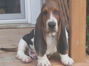 Basset Hound For Sale Mn