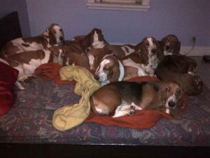 Basset Hound Forum