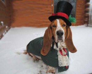 Basset Hound Halloween Costumes