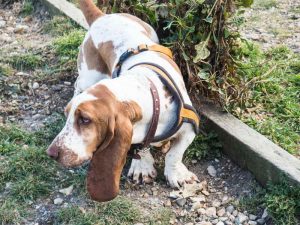 Basset Hound Harness