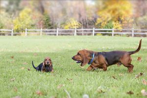 Basset Hound Hunting