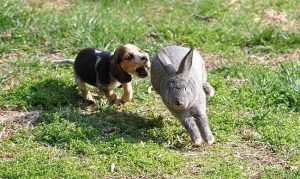 Basset Hound Hunting Rabbits