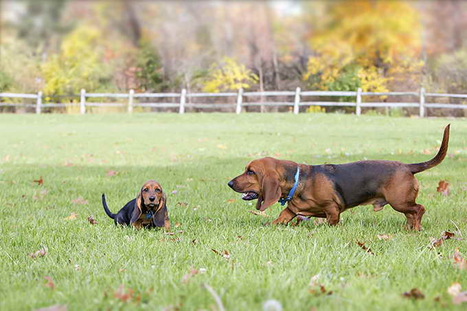 basset hunting