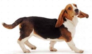 Basset Hound Information And Facts
