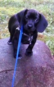 Basset Hound Lab Puppies