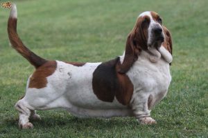 Basset Hound Life Expectancy