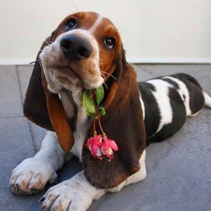Basset Hound Love